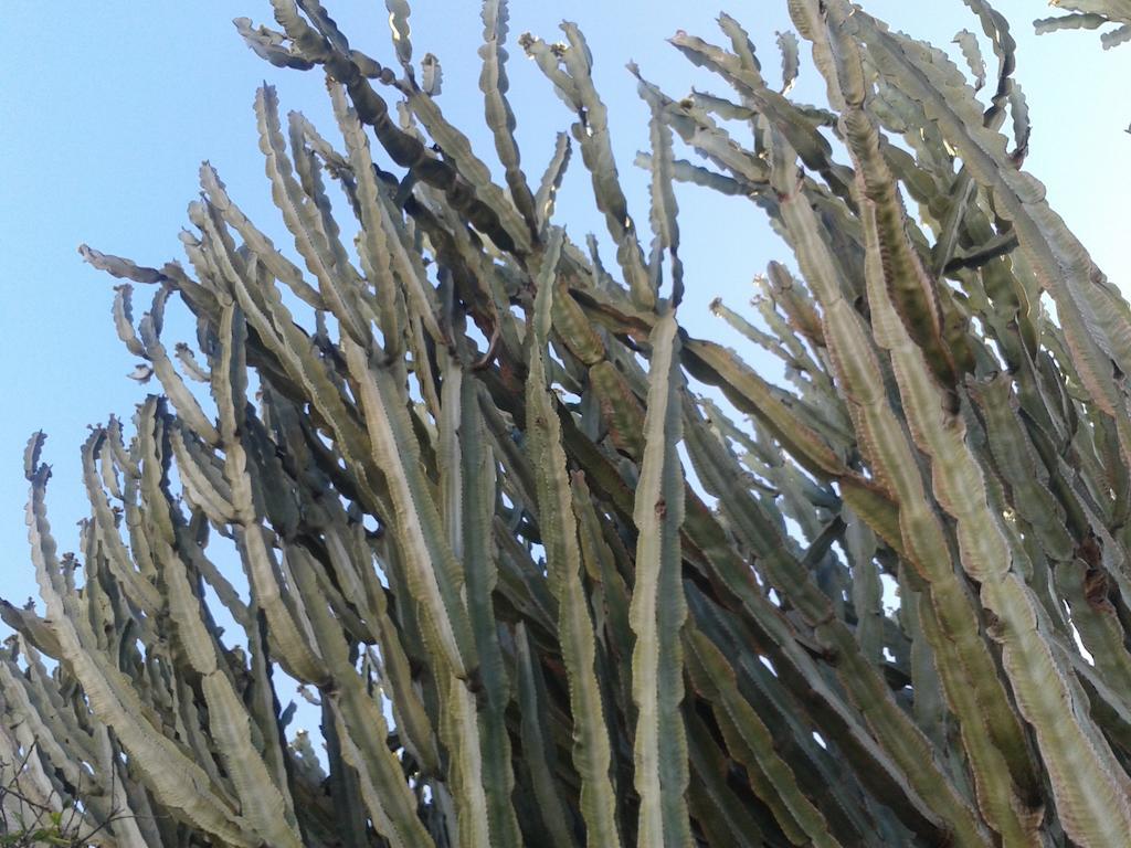 B&B Il Girasole Noto Buitenkant foto